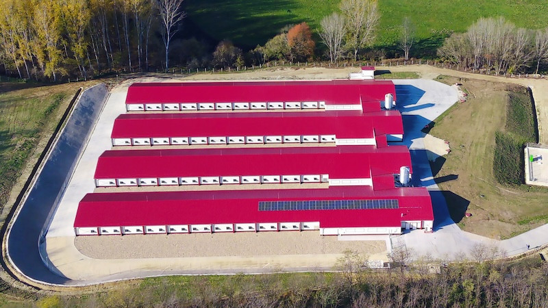 Impulsar la sustentabilidad en la industria avícola