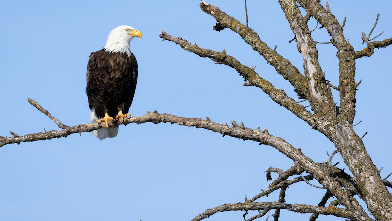 Eagles Nest – Onde a inovação e a conservação se encontram